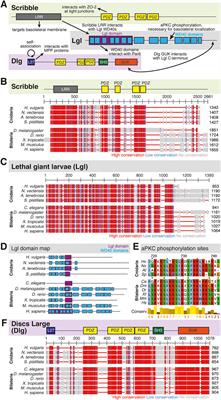 Emerging Cnidarian Models for the Study of Epithelial Polarity